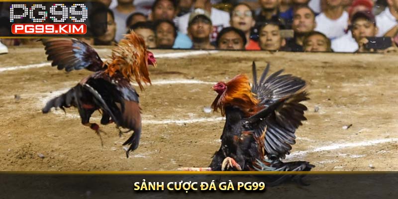 Sảnh cược đá gà PG99