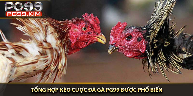Tổng hợp kèo cược đá gà PG99 được phổ biến