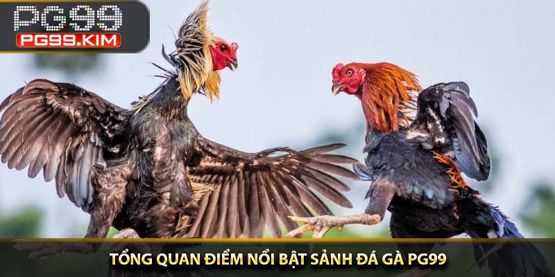Tổng quan điểm nổi bật sảnh đá gà PG99